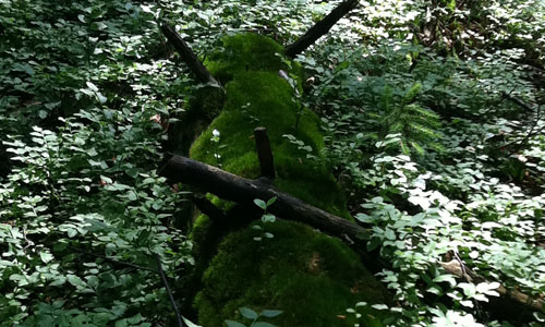 Riesenwaldschrat – bitte vorsichtig den Rückzug antreten!