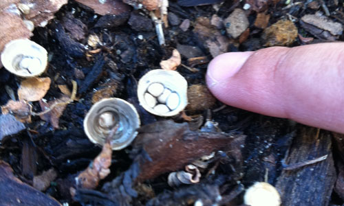 Tiegelteuerling – Pilz des Jahres 2o14 – found by me an myself – allerdings schon 2o12 in meinem Garten